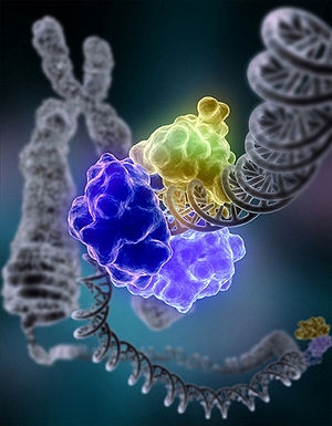ДНК полимераза
