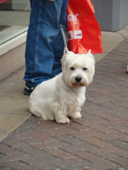 West Highland WhiteTerrier, country&#8217;s favourite pet
