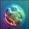 Эмбриональные стволовые клетки