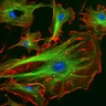 Нейрональные стволовые клетки